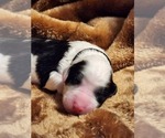 Small #3 Sheepadoodle