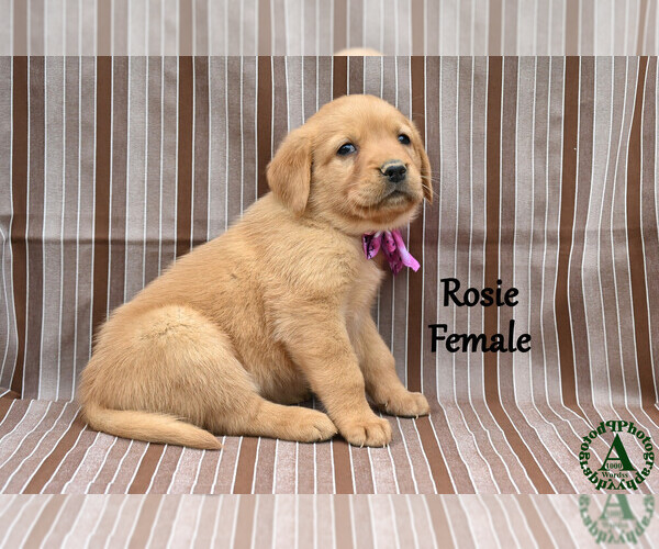 Medium Photo #7 Golden Labrador Puppy For Sale in BRIDGEWATER, VA, USA