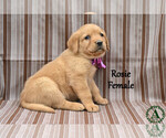 Small #2 Golden Labrador