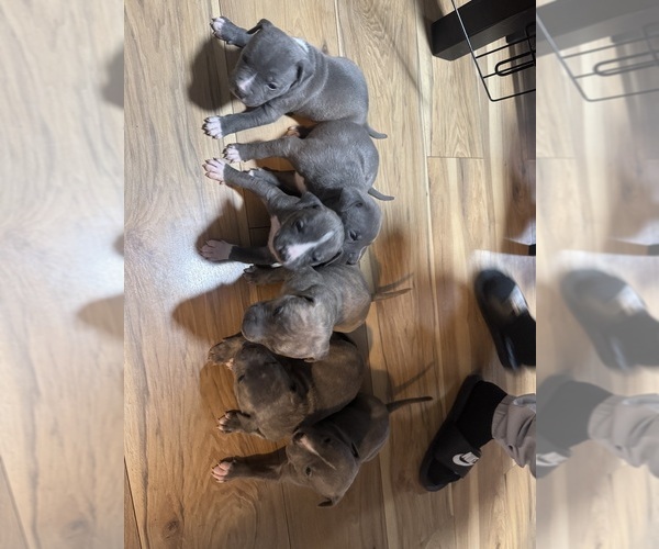 Medium Photo #4 American Pit Bull Terrier Puppy For Sale in INDIANAPOLIS, IN, USA