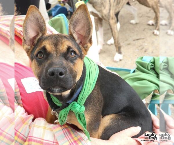 Medium Photo #5 German Shepherd Dog-Unknown Mix Puppy For Sale in Washington, DC, USA