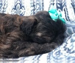 Small Photo #5 Shih-Poo Puppy For Sale in LAKELAND, FL, USA