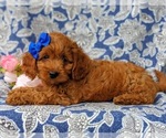 Small Photo #4 Cavapoo-Poodle (Miniature) Mix Puppy For Sale in ANDREWS BRIDGE, PA, USA