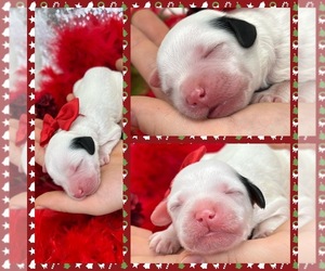 Cavapoo Puppy for sale in BULLARD, TX, USA