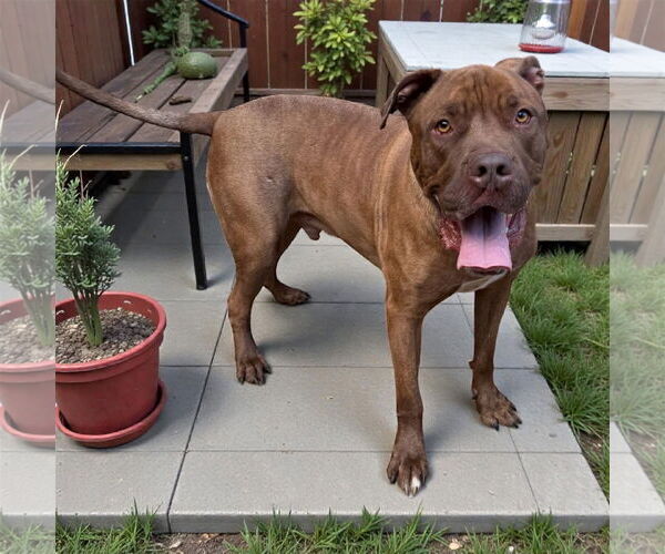 Medium Photo #1 Dogue de Bordeaux Puppy For Sale in Goodyear, AZ, USA