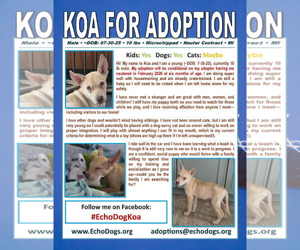 Medium Photo #4 German Shepherd Dog-Unknown Mix Puppy For Sale in Hoffman Estates, IL, USA