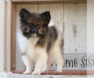 Pomeranian Puppy for sale in FREDERICKSBG, OH, USA