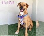 Small #7 Rhodesian Ridgeback Mix