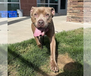 Mutt Dogs for adoption in Pueblo, CO, USA