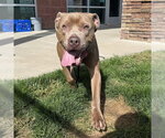 MADDEN - Male Mutt Dog for Adoption - Small photo
