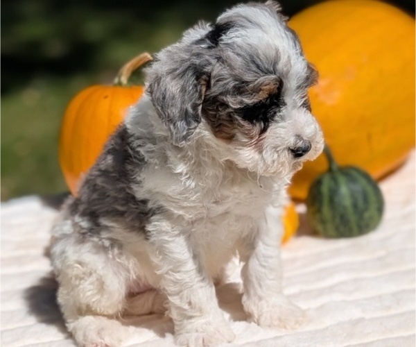 Medium Photo #57 Miniature Bernedoodle Puppy For Sale in GOSHEN, IN, USA
