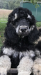 Small Photo #3 Poodle (Standard) Puppy For Sale in MINERVA, OH, USA