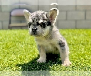 French Bulldog Puppy for sale in MIAMI BEACH, FL, USA