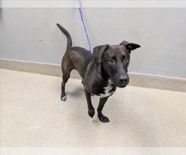 Medium Photo #1 Labrador Retriever-Unknown Mix Puppy For Sale in Las Vegas, NV, USA