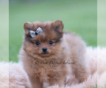 Small #4 Pomeranian