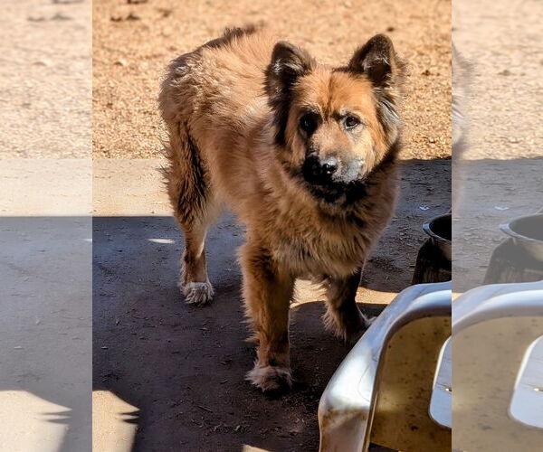 Medium Photo #1 Australian Shepherd-Chow Chow Mix Puppy For Sale in Pena Blanca, NM, USA