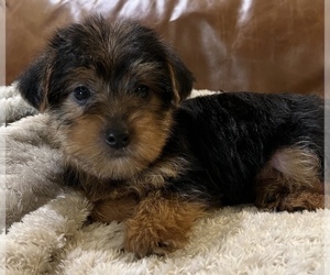 Yorkshire Terrier Puppy for sale in NOBLESVILLE, IN, USA