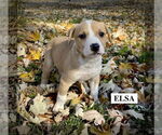 Small #12 American Pit Bull Terrier Mix