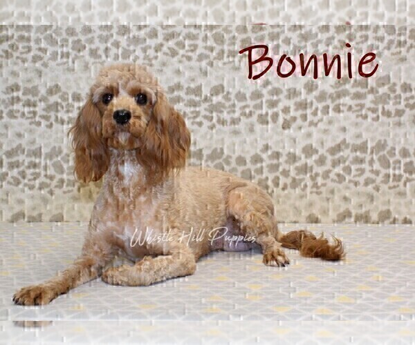 Medium Photo #1 Cavapoo (Miniature) Puppy For Sale in DENVER, PA, USA