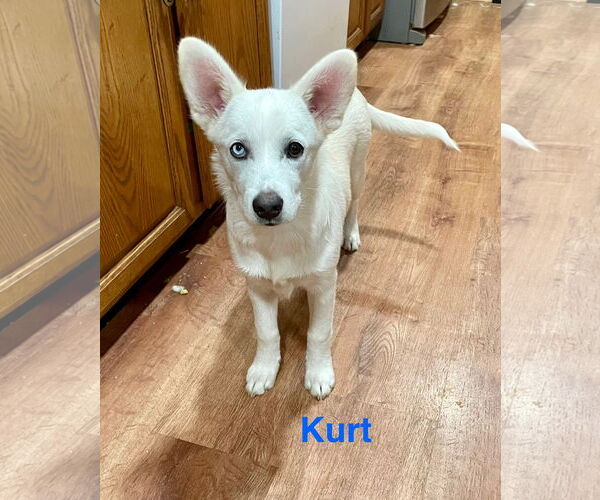 Medium Photo #3 American Eskimo Dog-Unknown Mix Puppy For Sale in Topeka, KS, USA