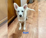 Small #2 American Eskimo Dog Mix