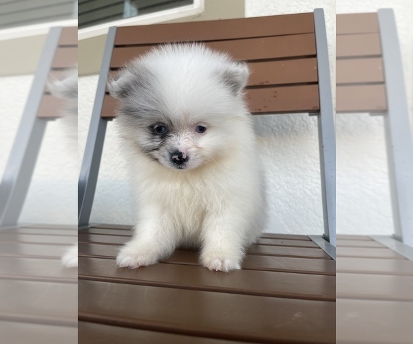Medium Photo #12 Pomeranian Puppy For Sale in ORLANDO, FL, USA
