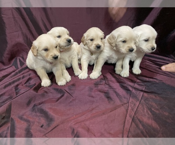 Medium Photo #1 Golden Retriever Puppy For Sale in CLARKSVILLE, TN, USA