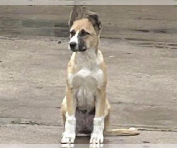 Medium Photo #1 Mutt Puppy For Sale in Houston, TX, USA