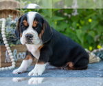 Puppy Larry Beabull