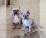Small Photo #1 French Bulldog Puppy For Sale in PUEBLO, CO, USA