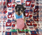 Small Photo #1 Chihuahua Puppy For Sale in MANCHESTER, PA, USA