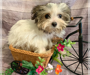 Mastiff Puppy for sale in WINSLOW, AR, USA