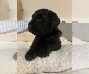 Labradoodle Puppy for sale in XENIA, OH, USA