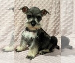 Puppy Sam Schnauzer (Miniature)