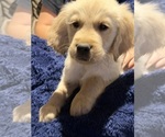 Small #7 English Cream Golden Retriever