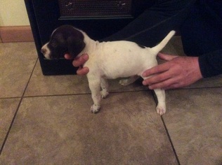 German Shorthaired Pointer Puppy for sale in EAST VINELAND, NJ, USA