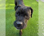 Small #6 Mastiff