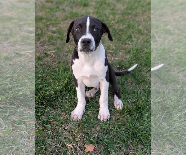 Medium Photo #3 Mutt Puppy For Sale in Hinton, WV, USA