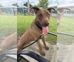 Small #2 Labrador Retriever Mix
