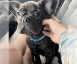 Small Photo #28 French Bulldog Puppy For Sale in CHARLOTTE, NC, USA