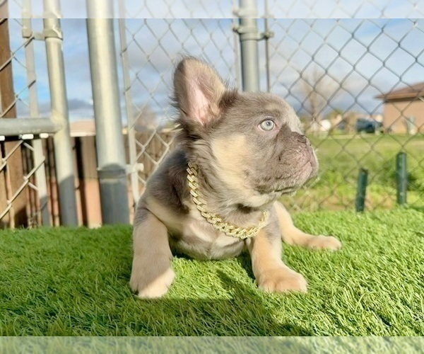 Medium Photo #15 French Bulldog Puppy For Sale in MONTE SERENO, CA, USA