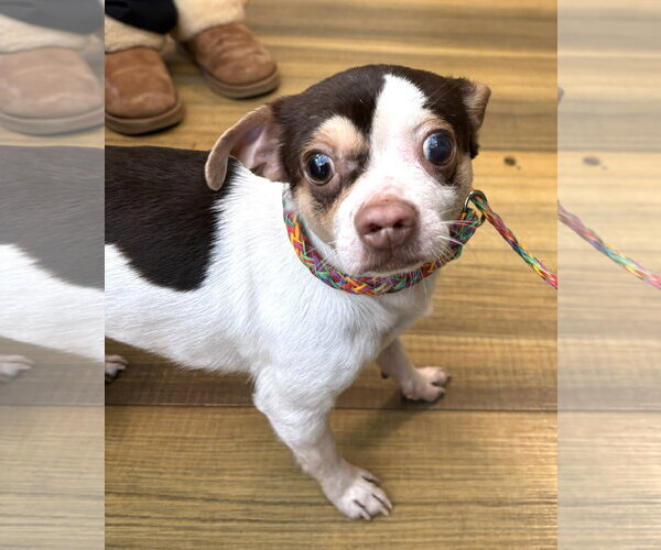 Medium Photo #6 Chihuahua Puppy For Sale in Westmont, IL, USA