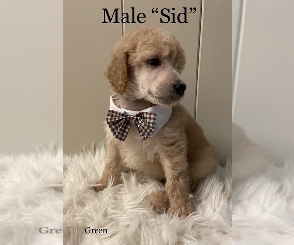 Medium Photo #8 Goldendoodle Puppy For Sale in KEIZER, OR, USA