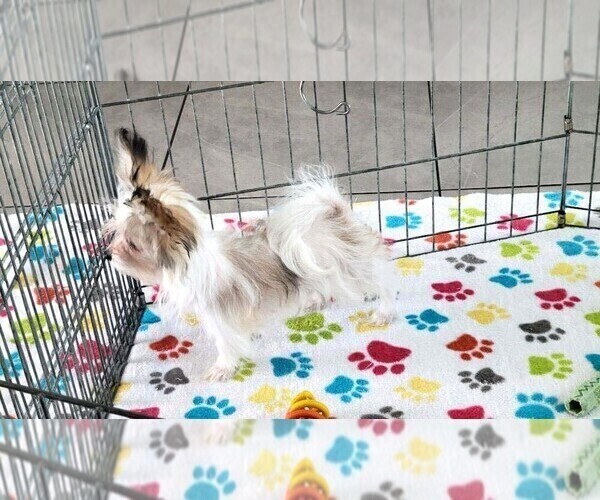 Medium Photo #11 Papitese Puppy For Sale in ORO VALLEY, AZ, USA