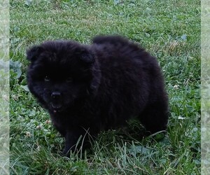 Chow Chow Puppy for sale in RADFORD, VA, USA