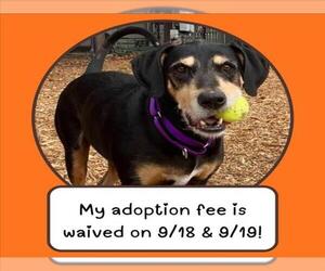 RUGER - Male Black and Tan Coonhound-Unknown Mix Dog for Adoption - Photo #2