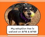 Small Photo #2 Black and Tan Coonhound-Unknown Mix Puppy For Sale in Santa Cruz, CA, USA