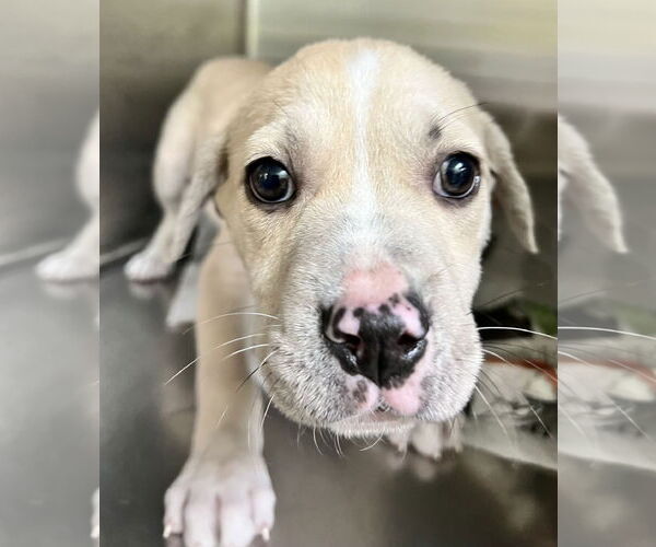Medium Photo #4 Labrador Retriever-Unknown Mix Puppy For Sale in Royal Palm Beach, FL, USA