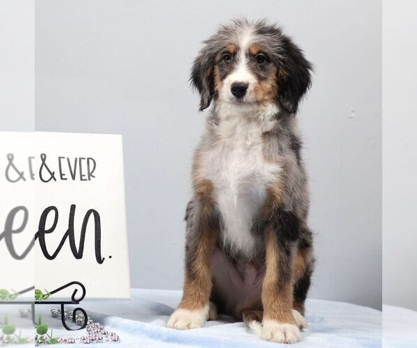 Medium Photo #3 Bernedoodle (Miniature) Puppy For Sale in LIVINGSTON, WI, USA