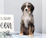 Small #2 Bernedoodle (Miniature)